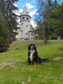 Bernese maschio con pedigree disponibile per monta
