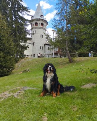Bernese maschio con pedigree disponibile per monta