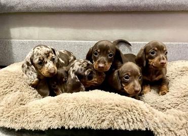 Cuccioli di bassotti maschietti e femminucce