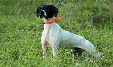 Pointer Inglese pronta caccia
