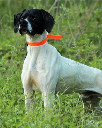 Pointer Inglese pronta caccia