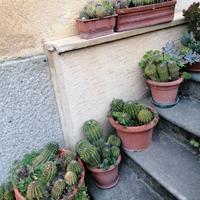 Vasi  di Cactus Echinopsis