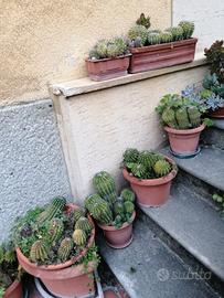 Vasi  di Cactus Echinopsis