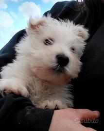 Cucciolo west highland white terrier