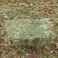 Fieno di erba madica