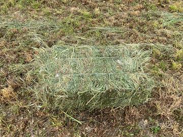 Fieno di erba madica