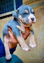 Pitbull