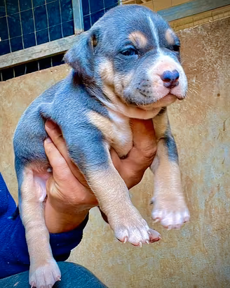 Pitbull