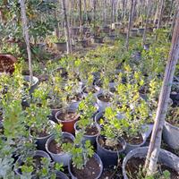piante di bosso