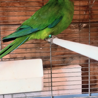 Pappagalli Barraband