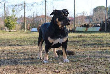 American Bully