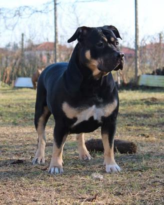 American Bully