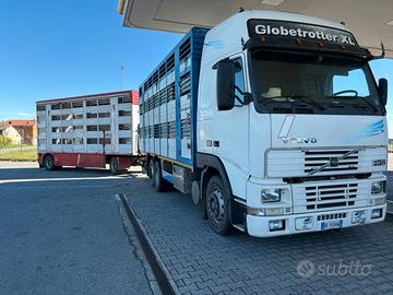 Volvo fh12 trasporto animali