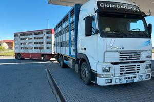 Volvo fh12 trasporto animali
