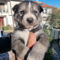 Cuccioli di siberian husky