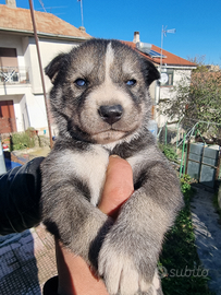 Cuccioli di siberian husky