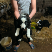 Cagniolini di border colli femina