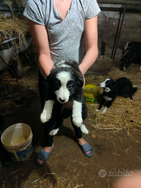 Cagniolini di border colli femina