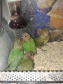 Inseparabili allevati a mano