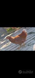 Galline ovaiole
