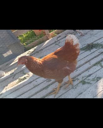 Galline ovaiole