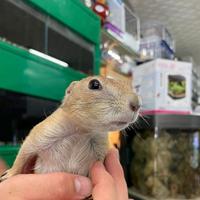 Cane della prateria