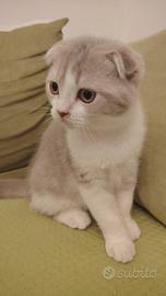 Cuccioli - Scottish Fold e Straight