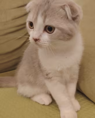 Cuccioli - Scottish Fold e Straight