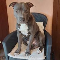 Pitbull per monta