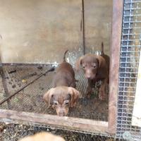 Cuccioli da caccia
