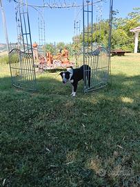 Cucciolo Border Collie maschio