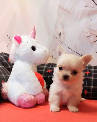 Chihuahua pelo lungo cuccioli