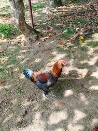 Gallo araucana