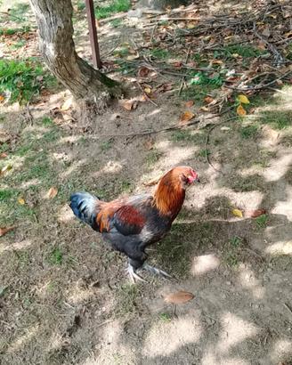 Gallo araucana
