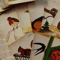 carte degli animali vintage