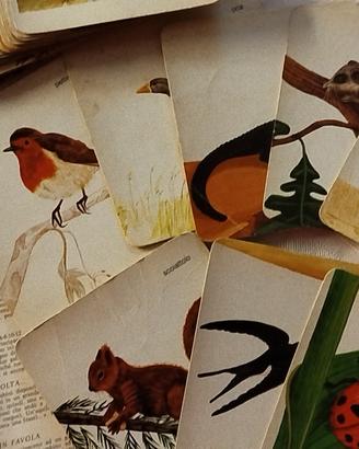 carte degli animali vintage