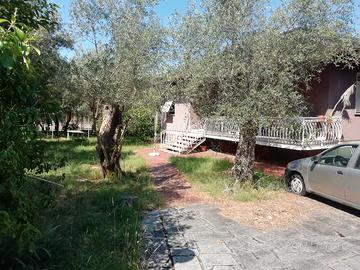 Villa indipendente con uliveto