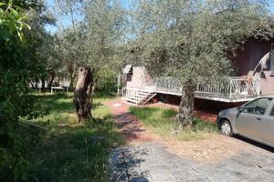 Villa indipendente con uliveto