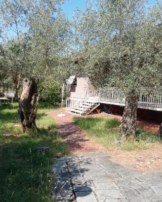 Villa indipendente con uliveto