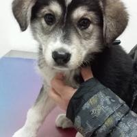 Chizue, cucciola mix Akita inu ADOZIONE
