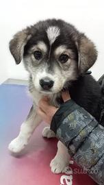 Chizue, cucciola mix Akita inu ADOZIONE