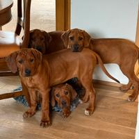 Cucciole Rhodesian Ridgeback