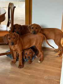 Cucciole Rhodesian Ridgeback