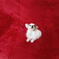 Cucciolo Chorkie