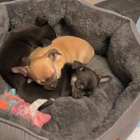 Cuccioli chihuahua femmine e maschi