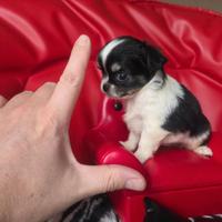 Chihuahua femmina pelo lungo teicolore 70 gg