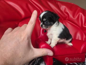 Chihuahua femmina pelo lungo teicolore 70 gg