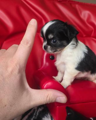 Chihuahua femmina pelo lungo teicolore 70 gg