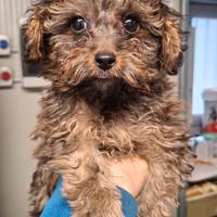 Maschio nano barboncino