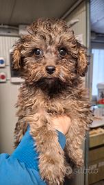 Maschio nano barboncino